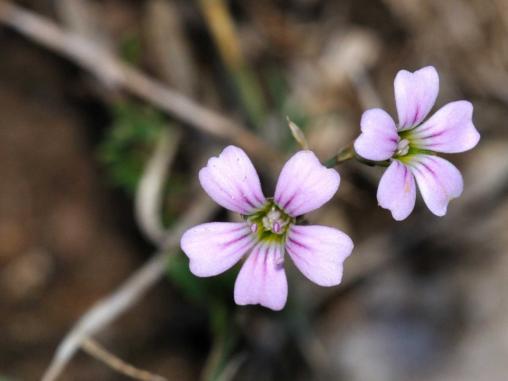 Petrorhagia saxifraga